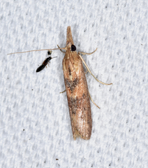 Macrorrhinia endonephele