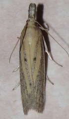 Bandera binotella