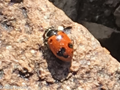 Hippodamia glacialis