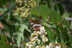 Limenitis lorquini powelli