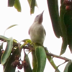 Conopophila rufogularis