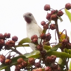 Conopophila rufogularis