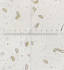 Pseudosperma friabile