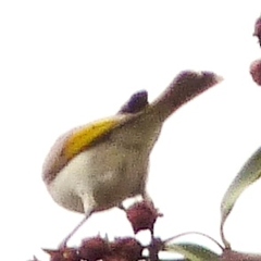 Conopophila rufogularis