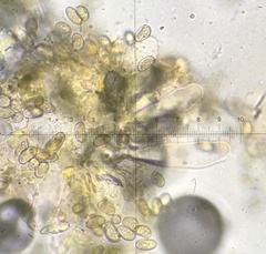 Pseudosperma friabile