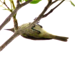 Conopophila rufogularis