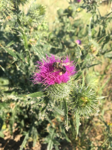 Western Thistle Longhorn Bee photo 5