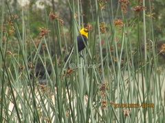 Chrysomus icterocephalus