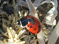 Hippodamia glacialis