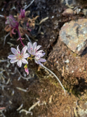 Lewisia columbiana