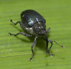 Ceutorhynchus americanus