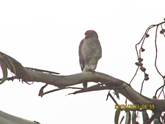 Rupornis magnirostris