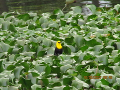 Chrysomus icterocephalus
