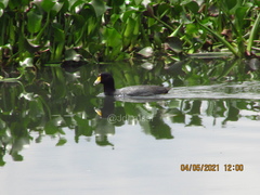 Fulica americana