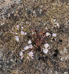 Lewisia columbiana