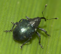Ceutorhynchus americanus
