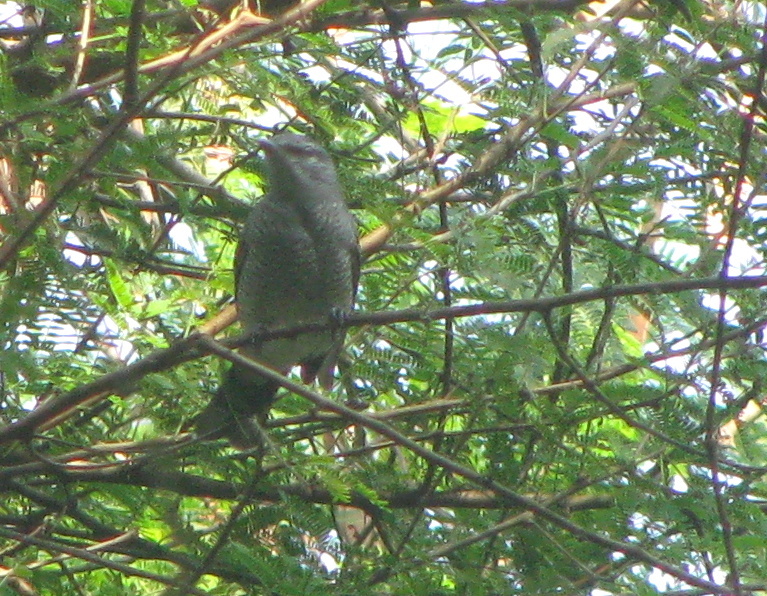 Black-headed Cuckooshrike