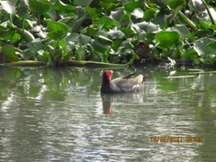 Gallinula galeata