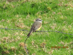 Tyrannus melancholicus