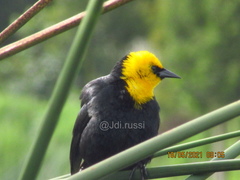 Chrysomus icterocephalus