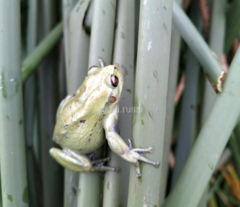 Dendropsophus molitor