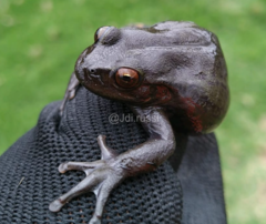 Dendropsophus molitor