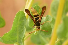 Paranthrene robiniae