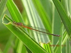 Mesamphiagrion