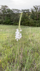 Oenothera glaucifolia