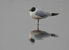 Chroicocephalus ridibundus
