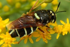 Stratiomys badia