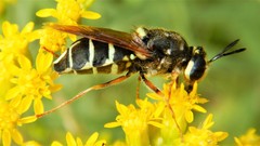 Stratiomys badia