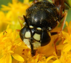 Stratiomys badia
