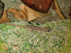 Hemidactylus frenatus
