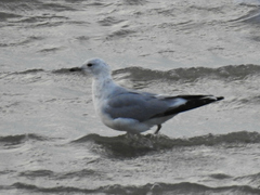 Larus canus