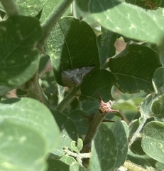 Telamona gibbera
