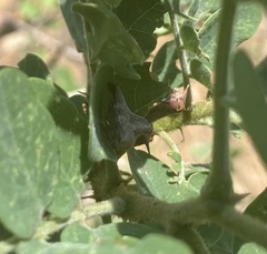 Telamona gibbera