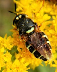 Stratiomys badia