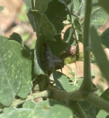 Telamona gibbera
