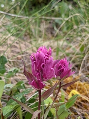 Castilleja parviflora