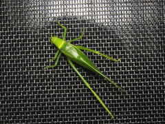 Paracaedicia serrata