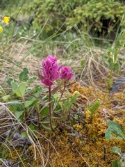 Castilleja parviflora
