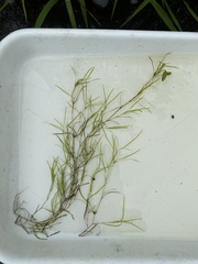 Potamogeton vaseyi