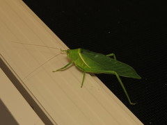 Paracaedicia serrata