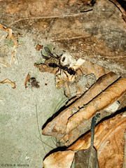 Odontomachus