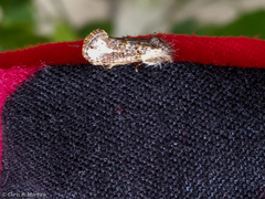 Tineidae