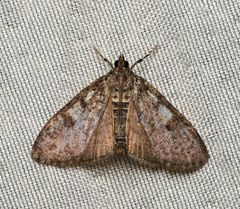 Palpita aenescentalis