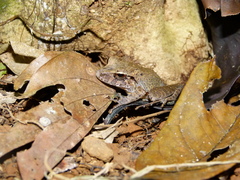 Craugastor crassidigitus