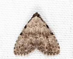 Dyspyralis puncticosta