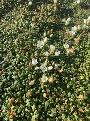 Gentianella saxosa